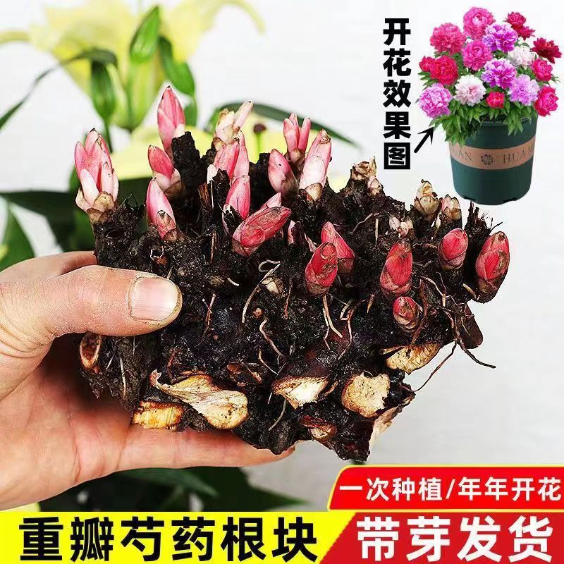 芍药花苗根块四季开花易活花卉带芽重瓣芍药花根阳台盆栽庭院植物 到手价¥9.90